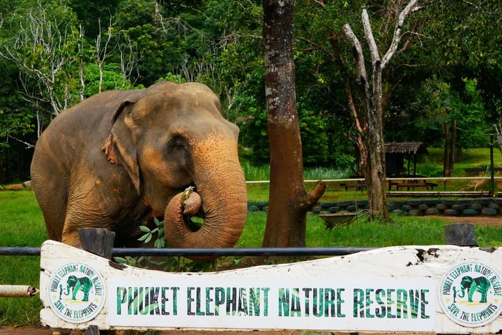 Phuket Elephant Nature Reserve Ethical Sanctuary