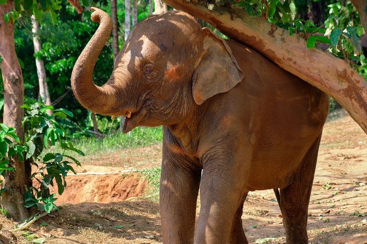 Phuket Elephant Nature Reserve Ethical Sanctuary