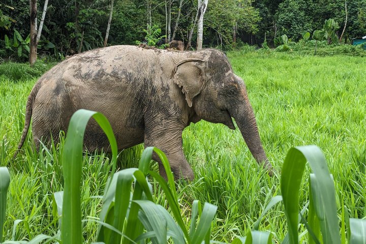 Phuket Elephant Nature Reserve Ethical Sanctuary
