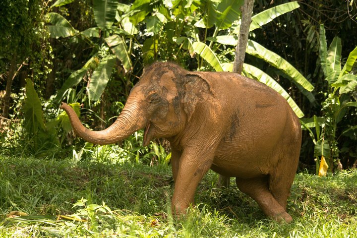 Phuket Elephant Nature Reserve Ethical Sanctuary