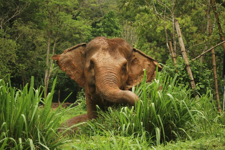 Phuket Elephant Nature Reserve Ethical Sanctuary