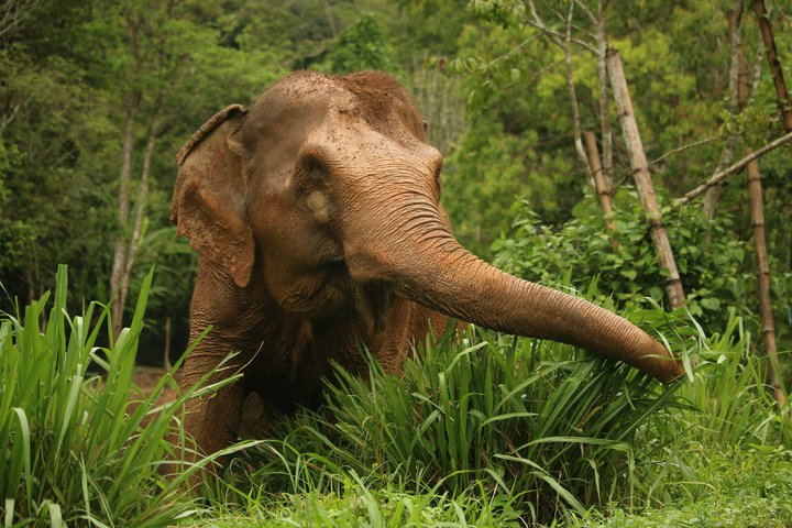 Phuket Elephant Nature Reserve Ethical Sanctuary