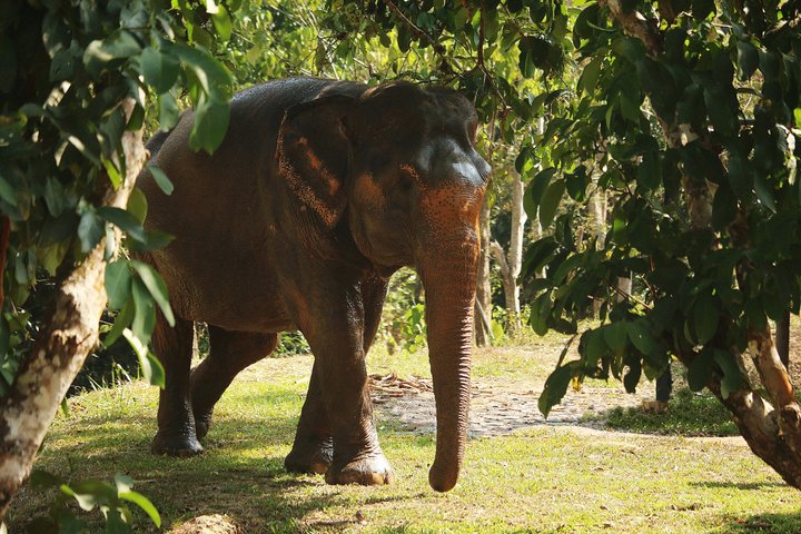 Phuket Elephant Nature Reserve Ethical Sanctuary