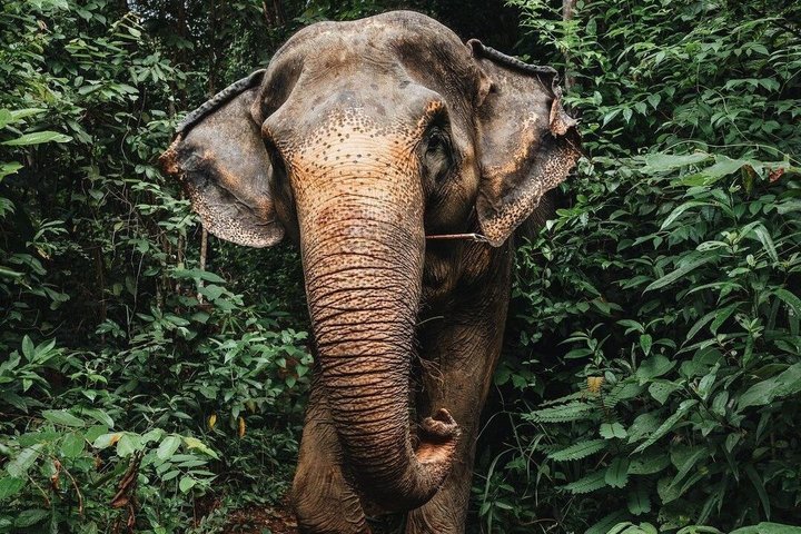 Phuket Elephant Nature Reserve Ethical Sanctuary