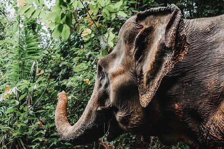 Phuket Elephant Nature Reserve Ethical Sanctuary