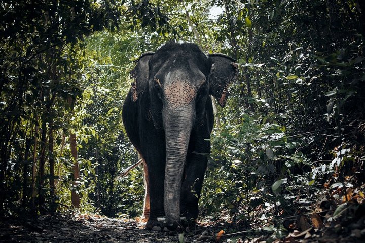 Phuket Elephant Nature Reserve Ethical Sanctuary