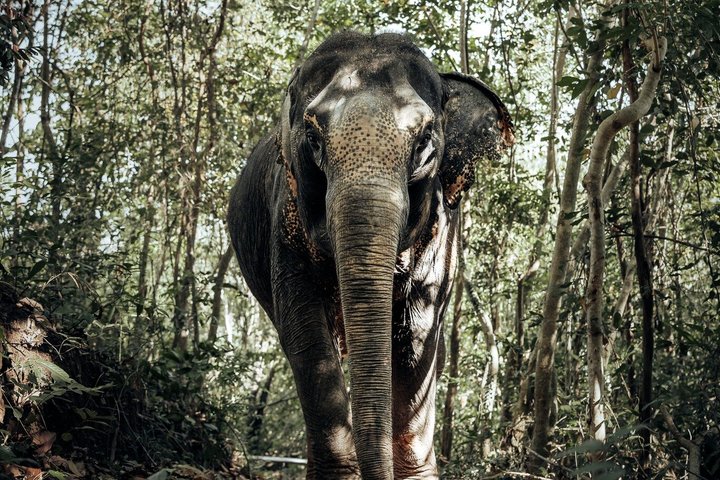 Phuket Elephant Nature Reserve Ethical Sanctuary