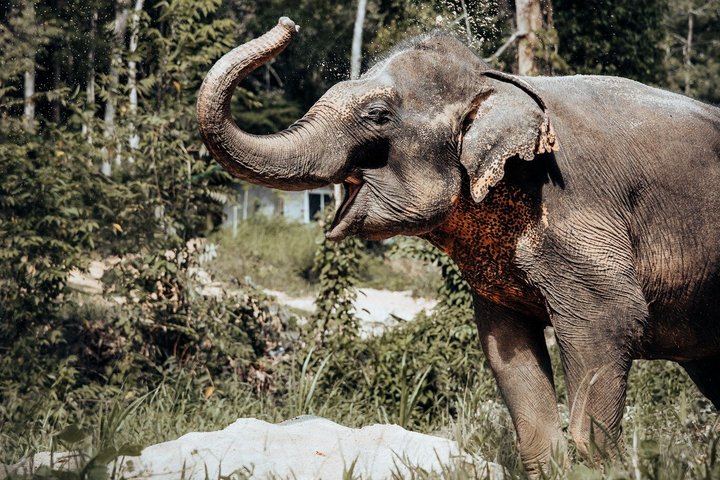 Phuket Elephant Nature Reserve Ethical Sanctuary