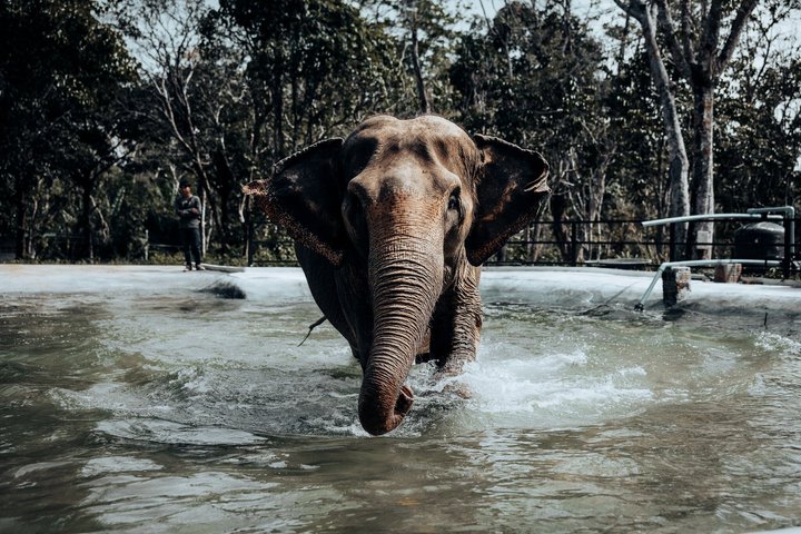 Phuket Elephant Nature Reserve Ethical Sanctuary