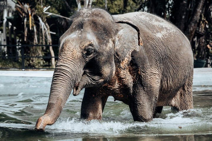 Phuket Elephant Nature Reserve Ethical Sanctuary