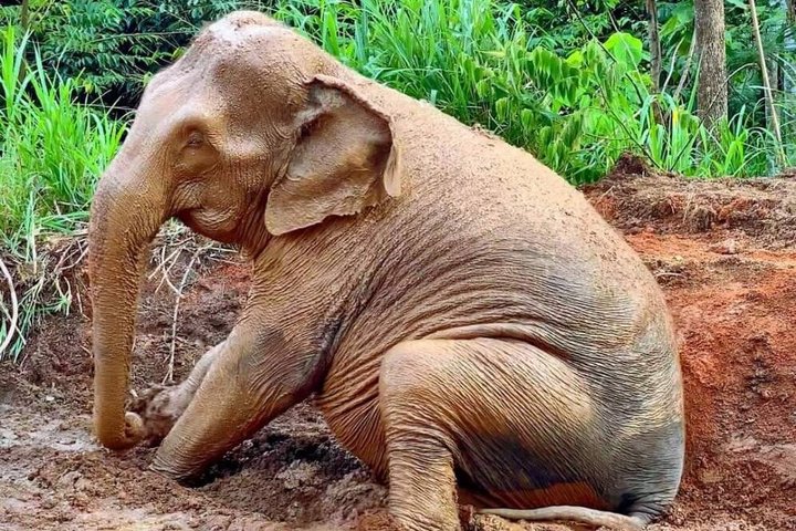 Phuket Elephant Nature Reserve Ethical Sanctuary