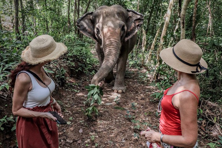 Phuket Elephant Nature Reserve Ethical Sanctuary