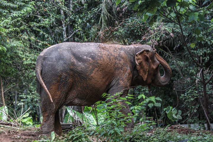 Phuket Elephant Nature Reserve Ethical Sanctuary