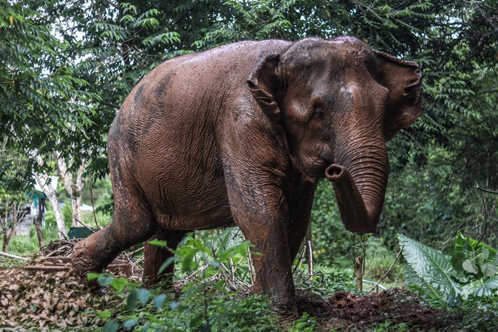 Phuket Elephant Nature Reserve Ethical Sanctuary