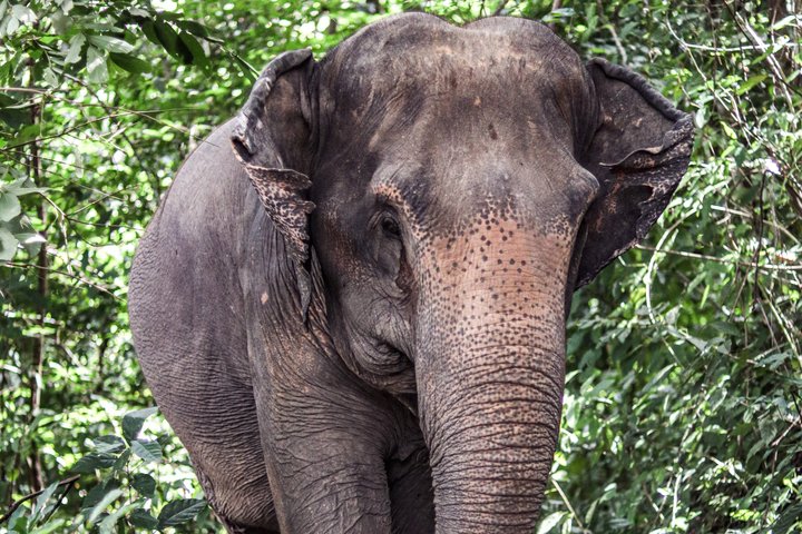 Phuket Elephant Nature Reserve Ethical Sanctuary