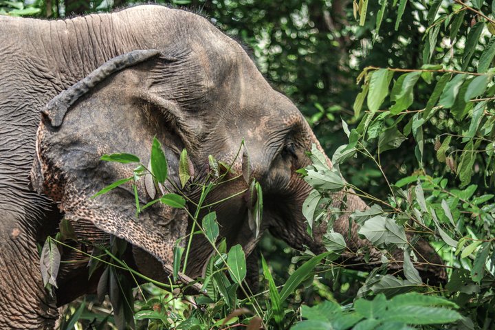 Phuket Elephant Nature Reserve Ethical Sanctuary
