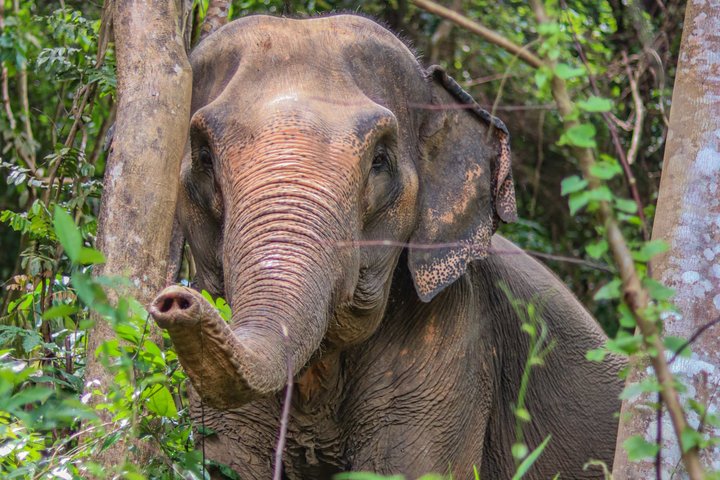 Phuket Elephant Nature Reserve Ethical Sanctuary