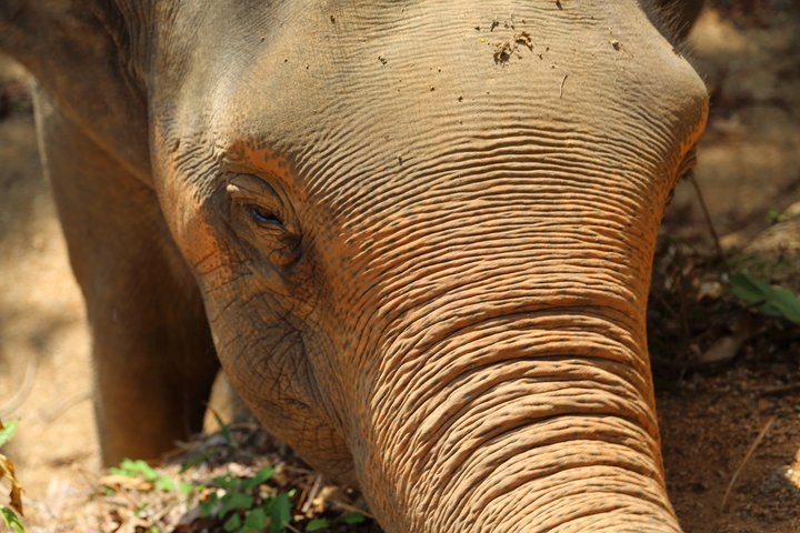 Phuket Elephant Nature Reserve Ethical Sanctuary