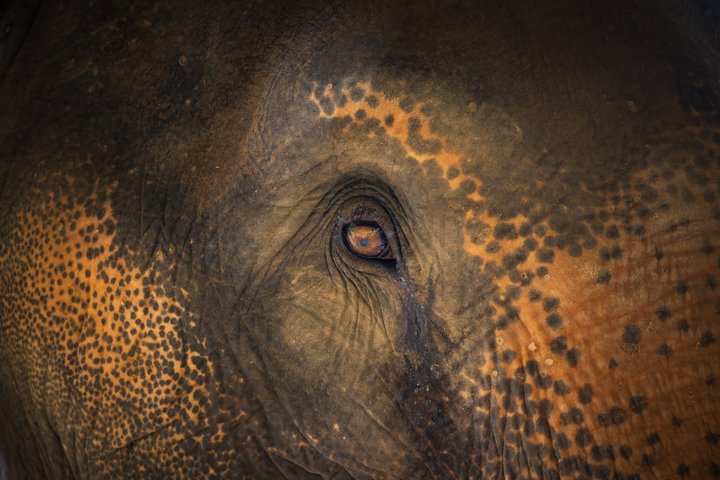 Phuket Elephant Nature Reserve Ethical Sanctuary
