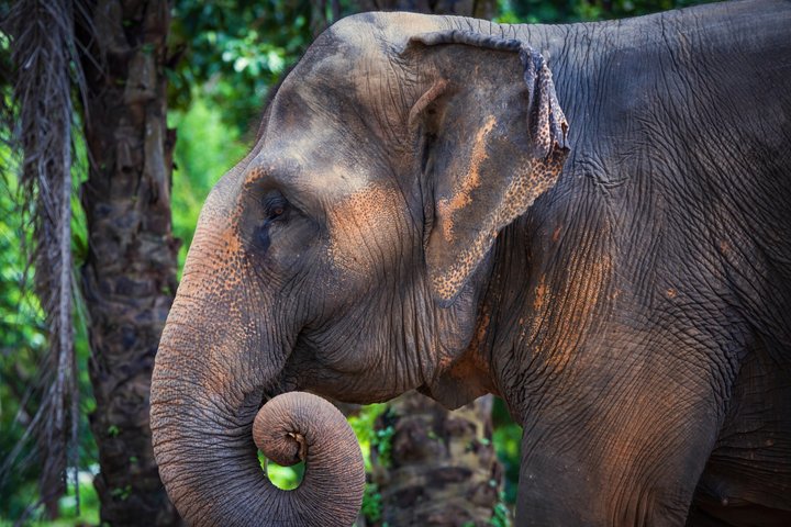 Phuket Elephant Nature Reserve Ethical Sanctuary