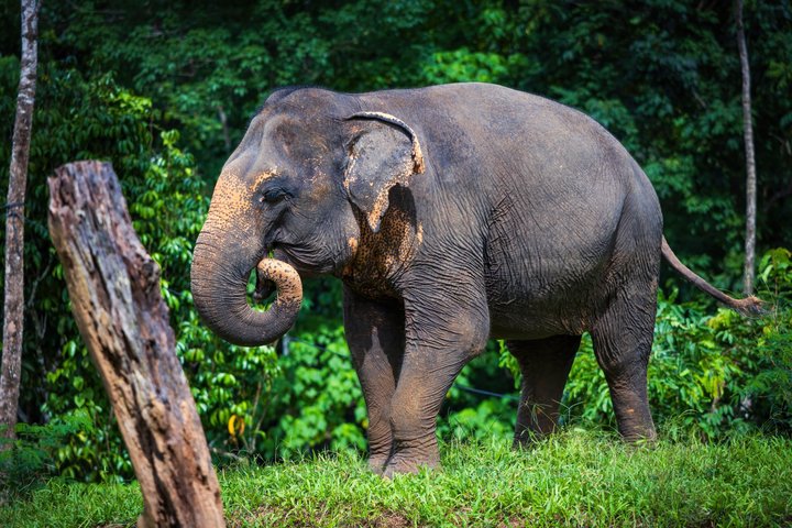 Phuket Elephant Nature Reserve Ethical Sanctuary