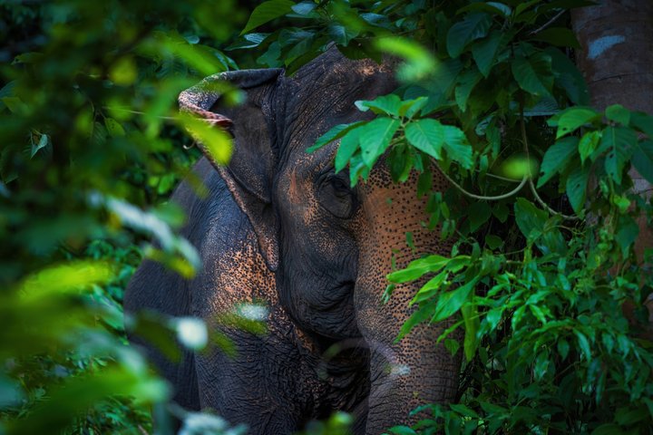 Phuket Elephant Nature Reserve Ethical Sanctuary