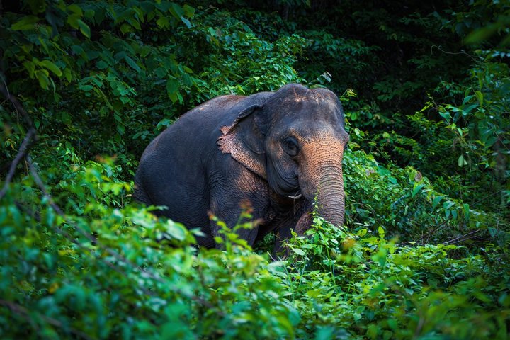 Phuket Elephant Nature Reserve Ethical Sanctuary