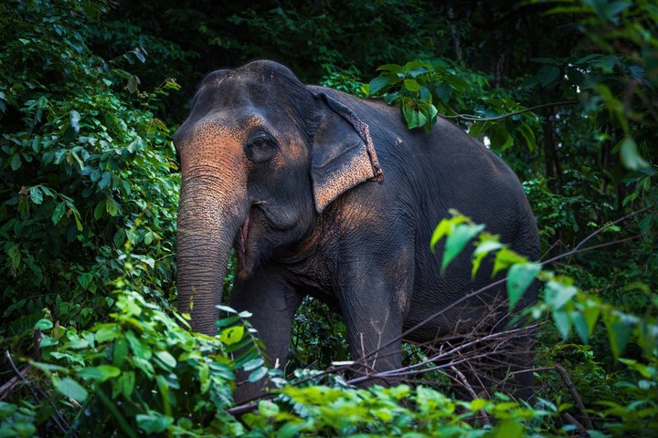 Phuket Elephant Nature Reserve Ethical Sanctuary