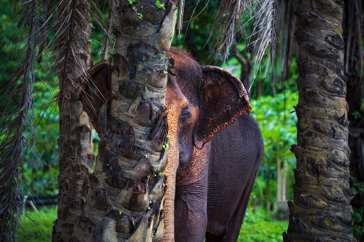 Phuket Elephant Nature Reserve Ethical Sanctuary