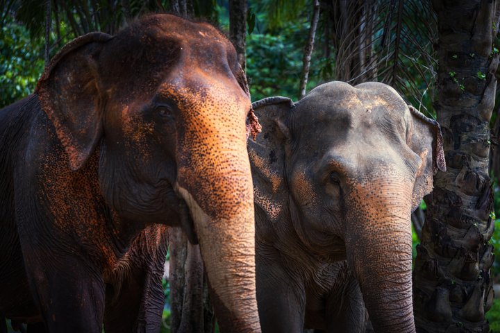 Phuket Elephant Nature Reserve Ethical Sanctuary