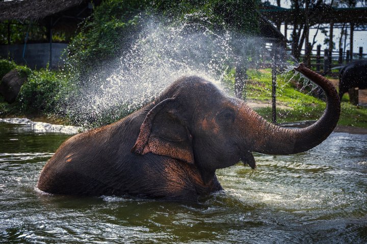 Phuket Elephant Nature Reserve Ethical Sanctuary