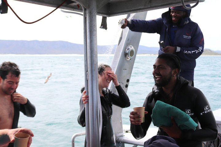 Shark Cage Diving and Viewing with transport from Hermanus