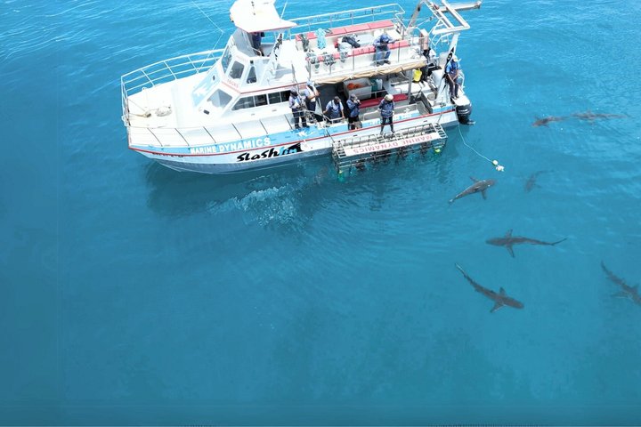 Shark Cage Diving and Viewing with transport from Hermanus