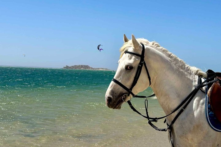 Horseback riding along the coast of Dakhla