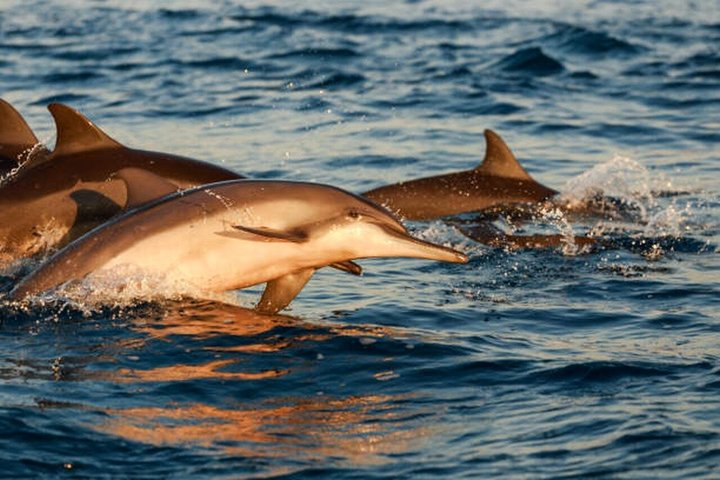 Medulin: 85% Dolphin Sunset Cruise, All-Inclusive & Face Painting