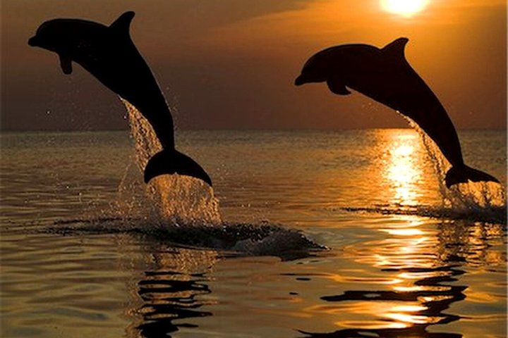 Medulin: 85% Dolphin Sunset Cruise, All-Inclusive & Face Painting