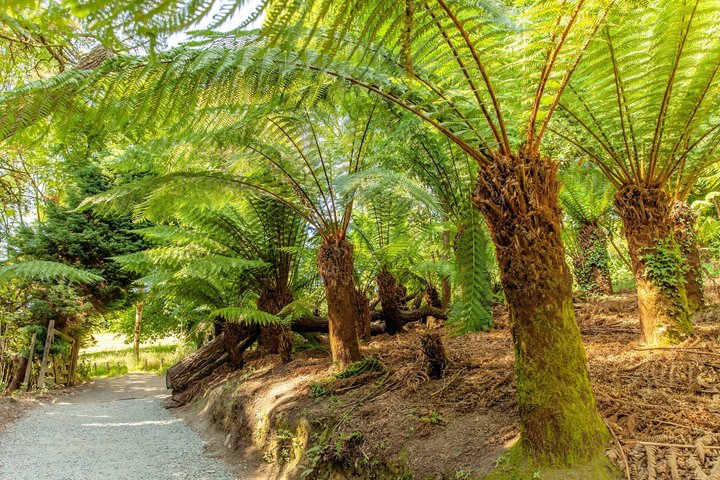 Cornish Gardens & Wonders – Private Tour from Falmouth