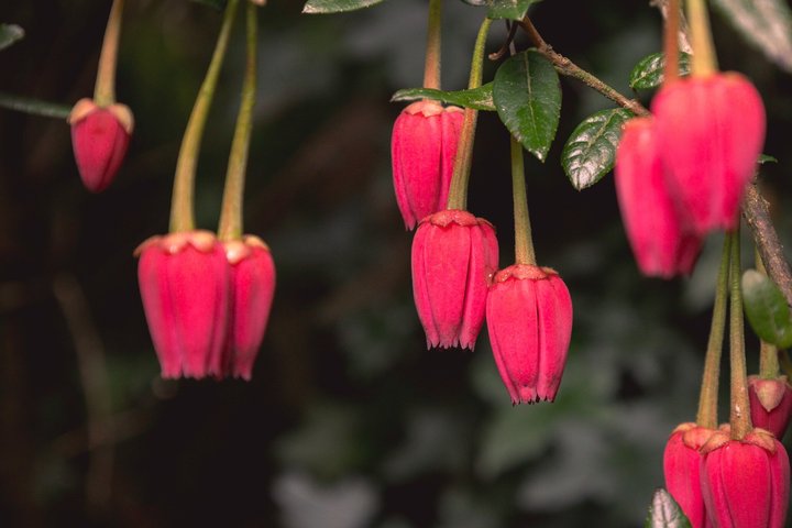 Cornish Gardens & Wonders – Private Tour from Falmouth