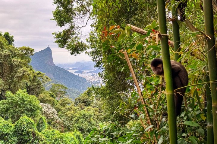 Explore the Best of Tijuca Forest – Hike to Peaks, Caves & Falls