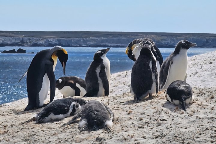 Falkland Islands Small Group Tour Penguins and Stanley Highlights