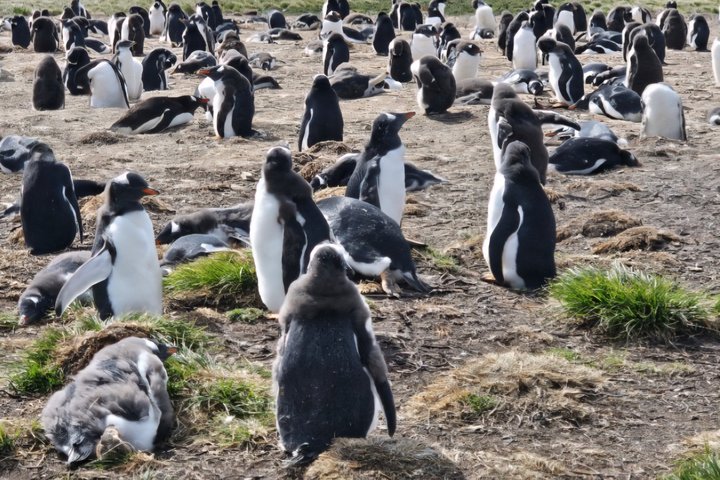 Falkland Islands Small Group Tour Penguins and Stanley Highlights