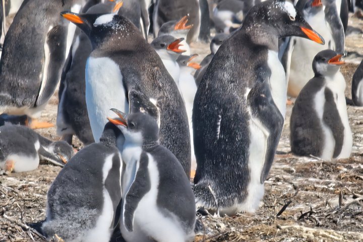 Falkland Islands Small Group Tour Penguins and Stanley Highlights