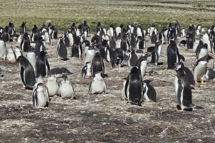 Falkland Islands Small Group Tour Penguins and Stanley Highlights
