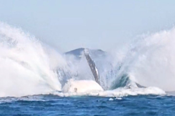 A UNIQUE Whalesongsnoosa Whale watching experience in noosa qld