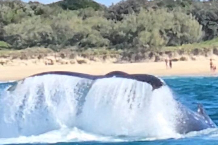 A UNIQUE Whalesongsnoosa Whale watching experience in noosa qld