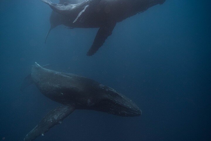 A UNIQUE Whalesongsnoosa Whale watching experience in noosa qld