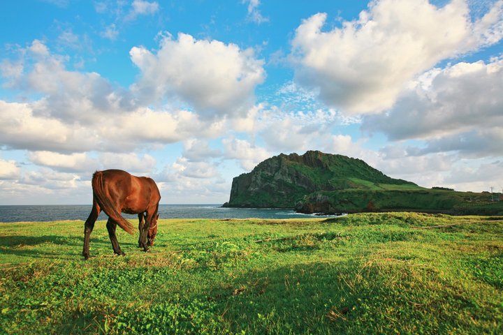 Jeju Tour | Jungmun & Seogwipo Pick-up | Seongsan, Haenyeo, Cave