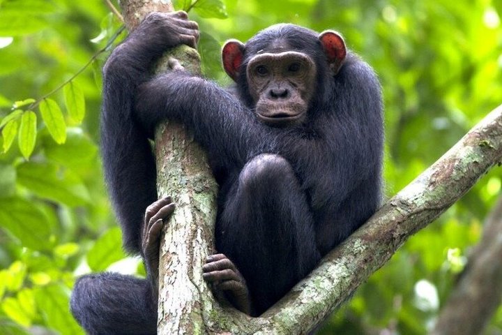 4 Days Community and Wildlife Burundi Tour