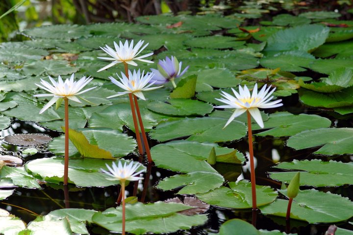 Rouen & Monet's Giverny Private Tour from Honfleur I Guide Option