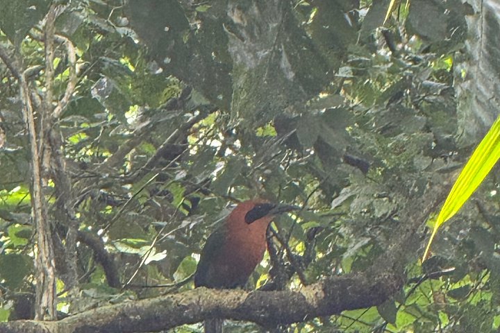 Explore Panama Canal and Gatun Lake with Rainforest Jungle Walk
